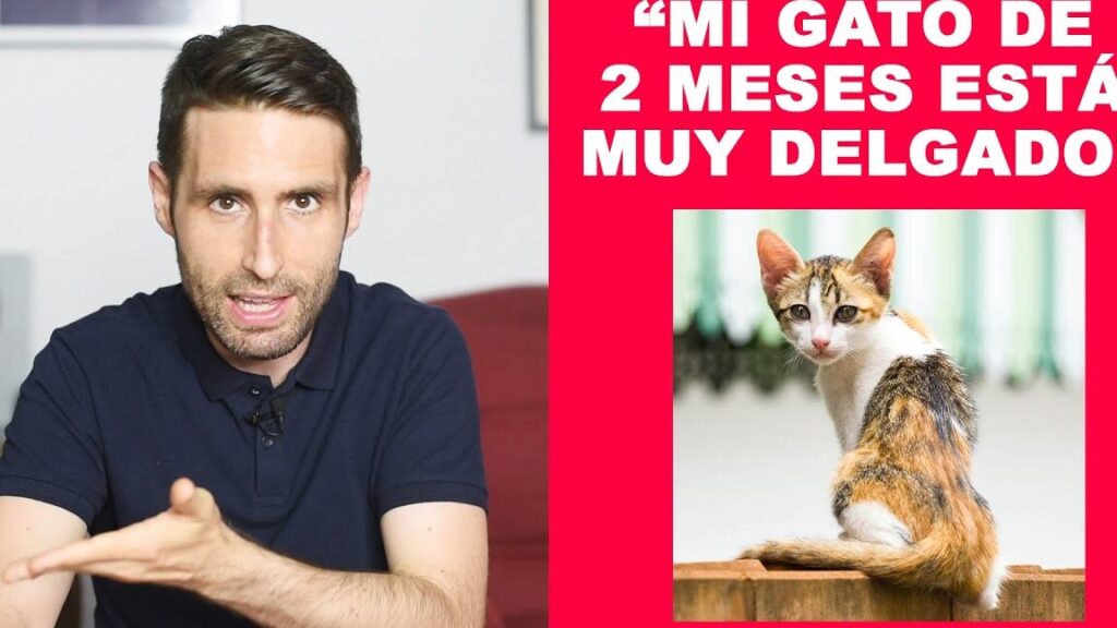 ¿Cómo hacer para que mi gato engorde? - Todo Engorda