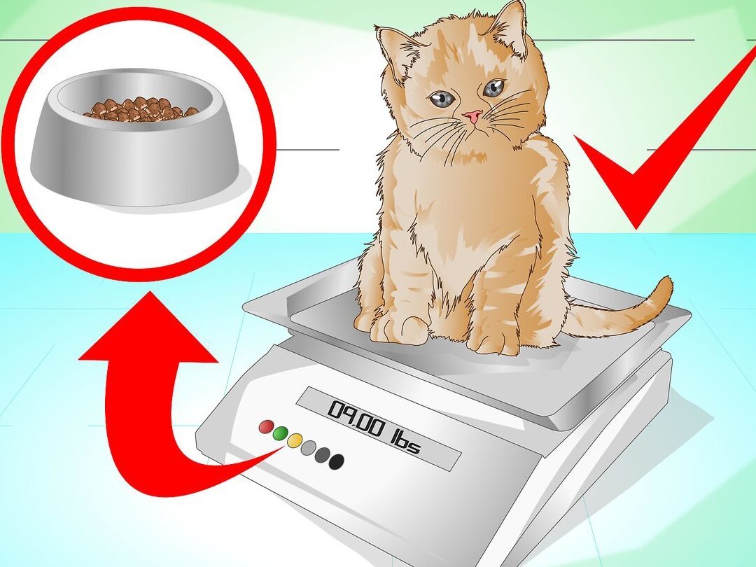 Como Hacer Que Mi Gata Engorde