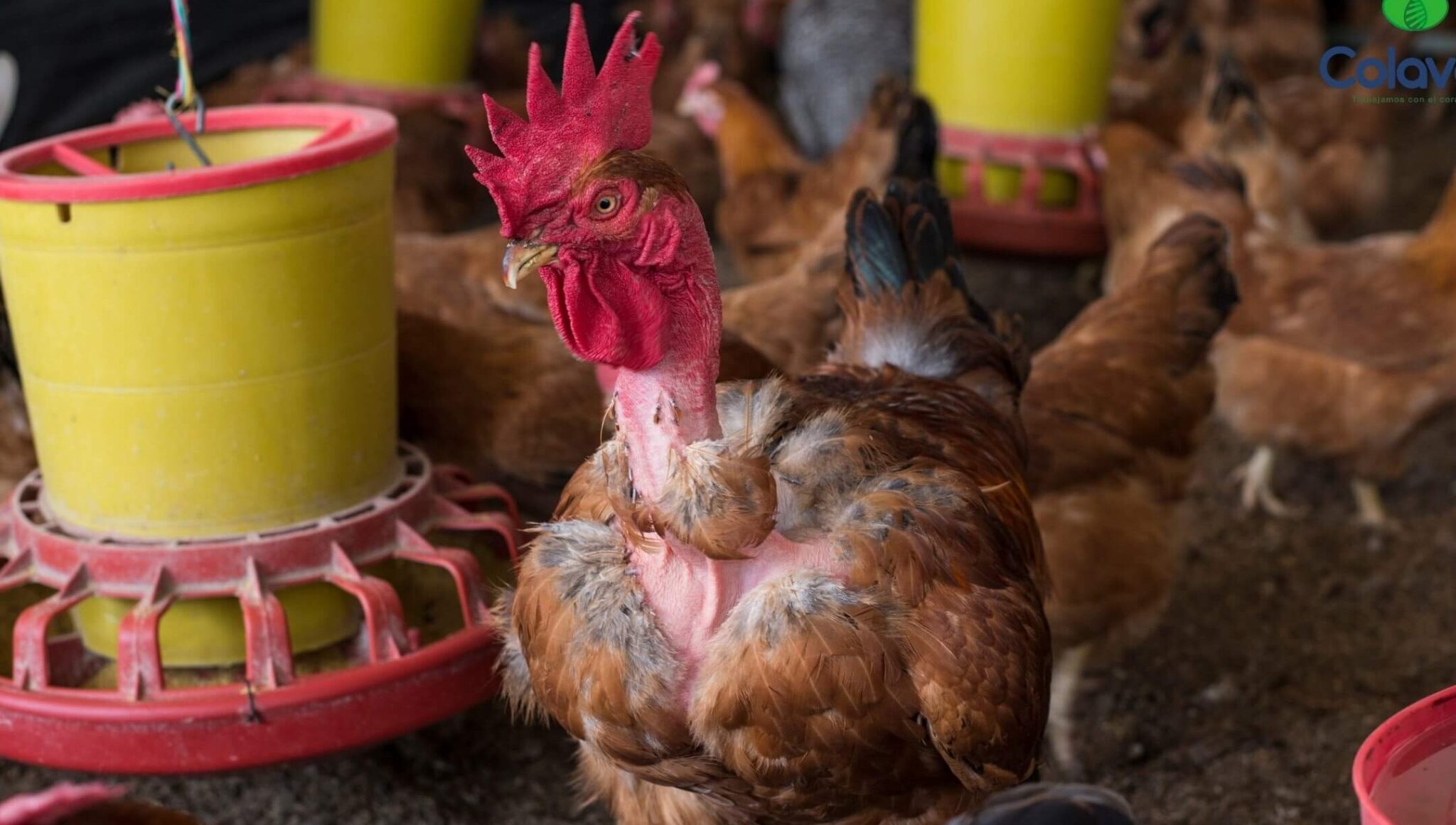 ¿Cómo se crían los pollos de engorde? - Todo Engorda