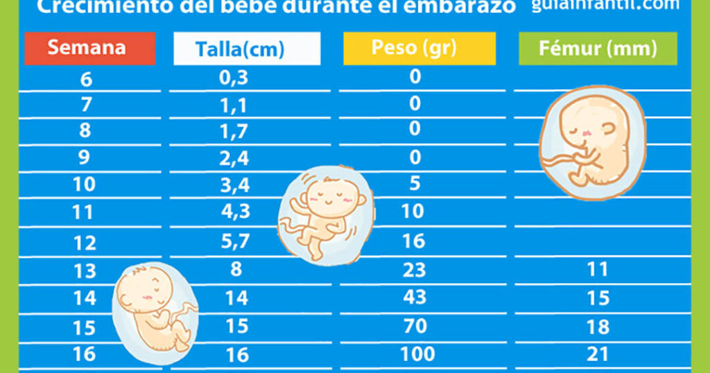 Cuánto engordar durante el embarazo por semanas: una guía completa