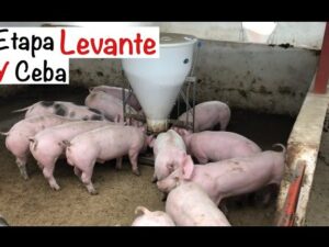 Engode La etapa de engorde en cerdos: todo lo que necesitas saber - Todo Engorda