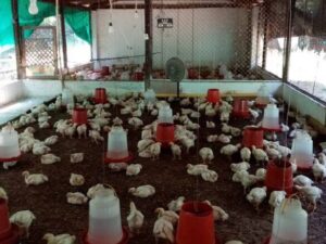 Galpones de pollos de engorde: una mirada a la producción intensiva de