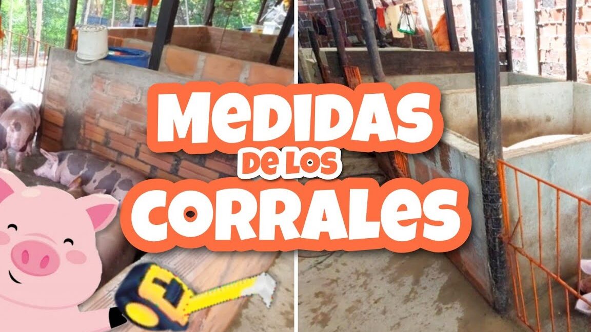 Medidas de corrales para cerdos de engorde - Todo Engorda