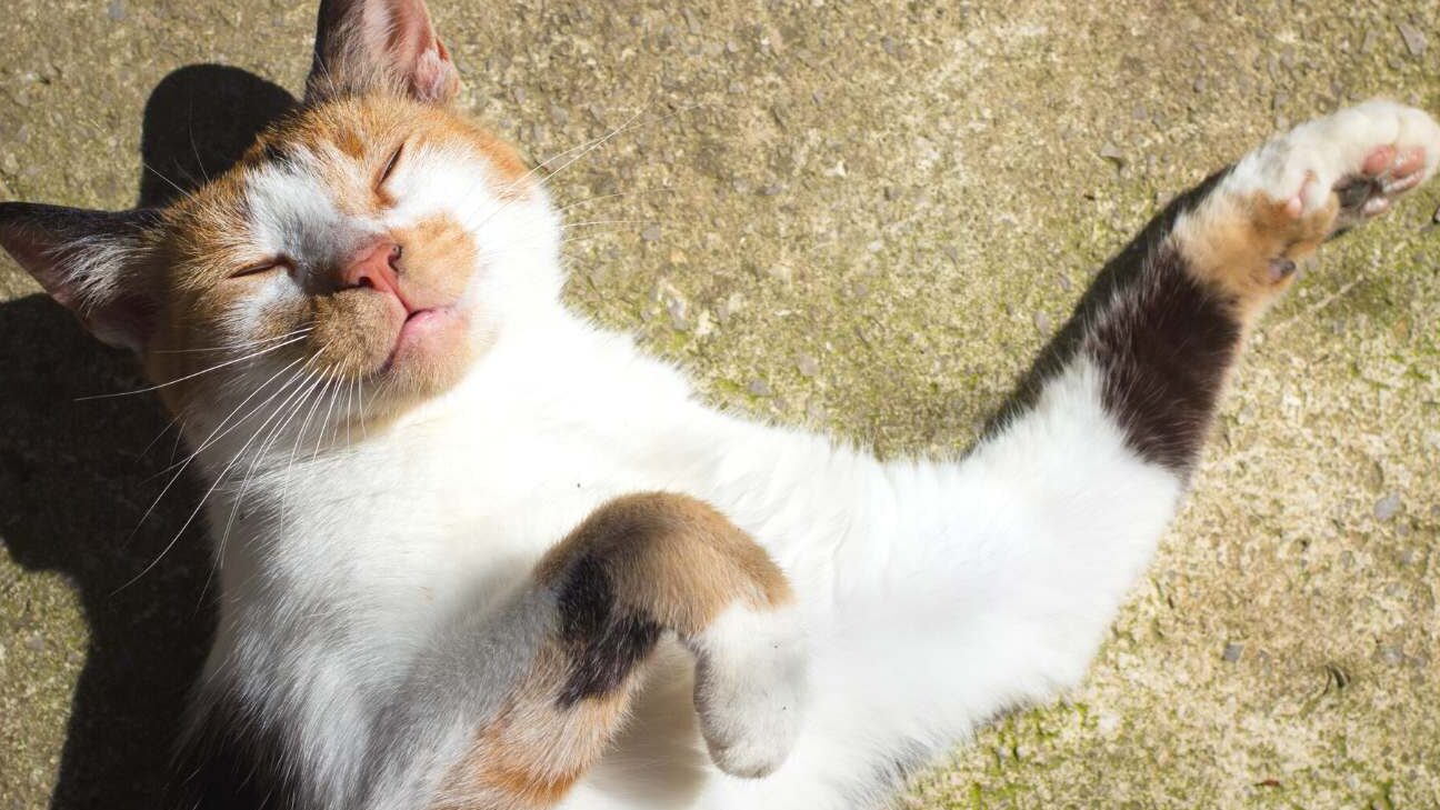 Mi gata ha engordado de repente: ¿Qué puede estar sucediendo? - Todo