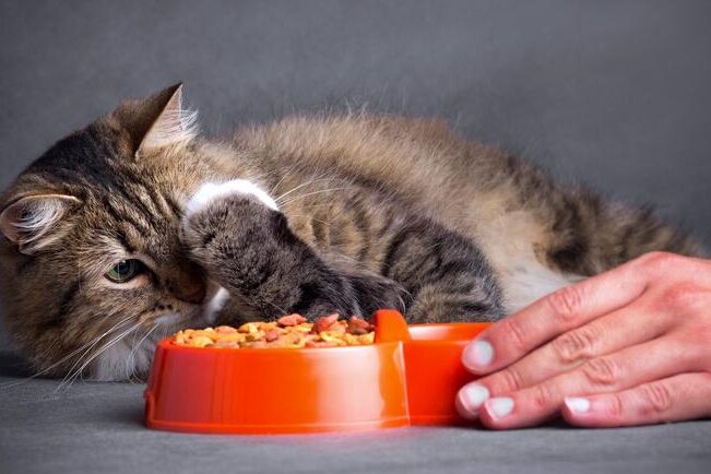Pienso para engordar gatos: cómo ayudar a tu mascota a ganar peso de ...