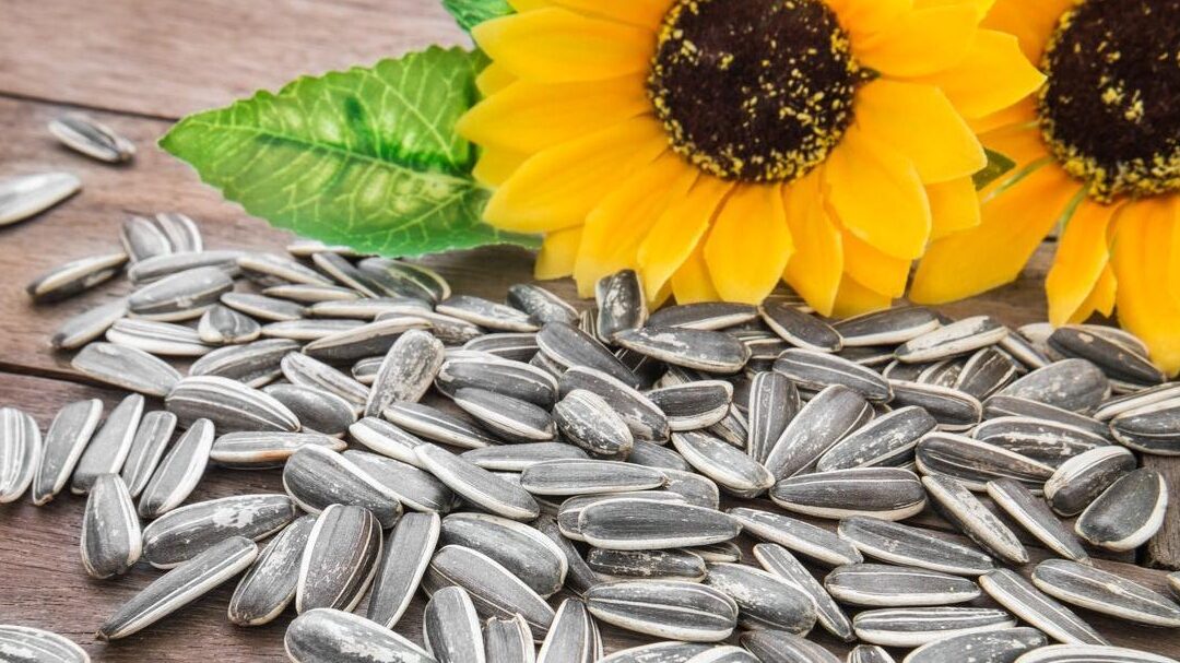 pipas-de-girasol-engordan-o-no-todo-engorda
